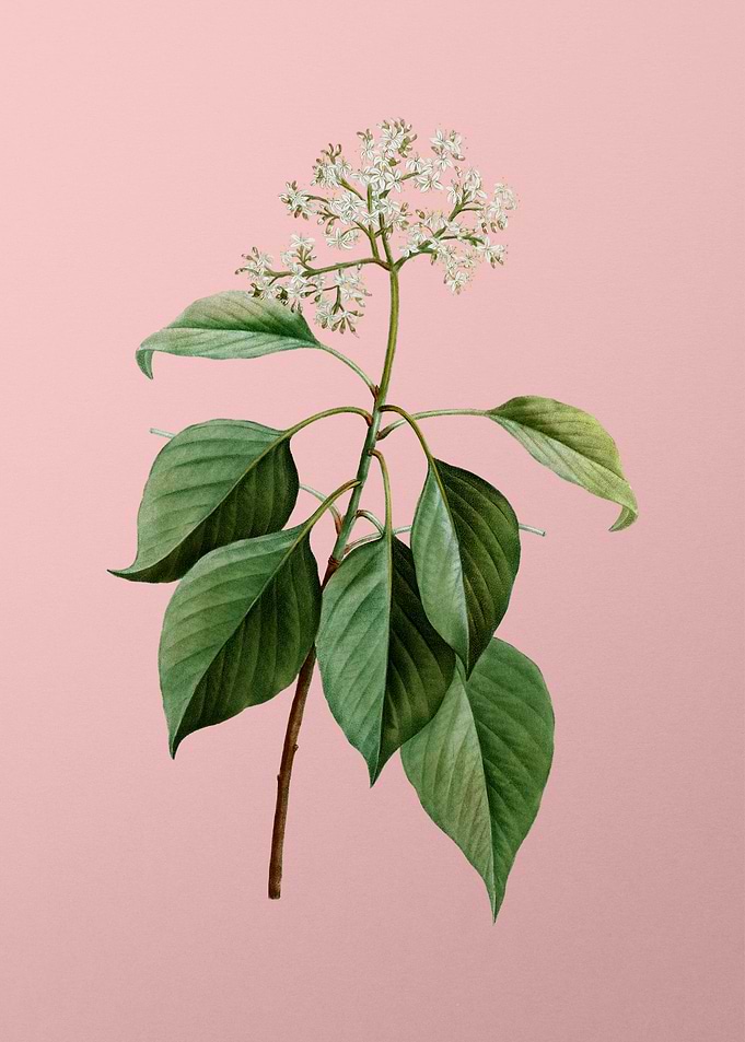 White Flower Blanc Pink
