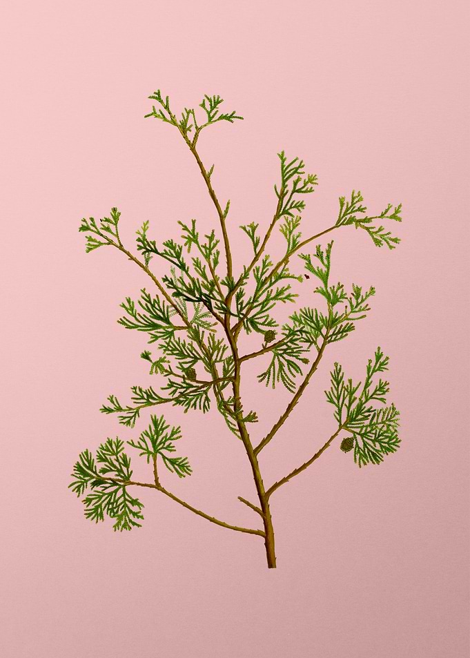 Vintage Botanical on Pink