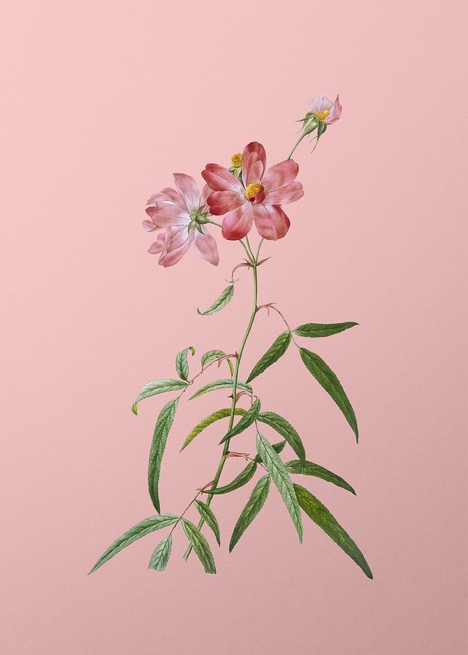 Peach Leaved Rose on Pink