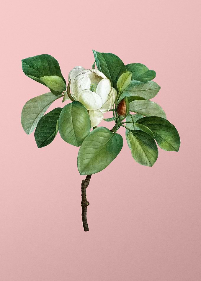 White Flower on Pink