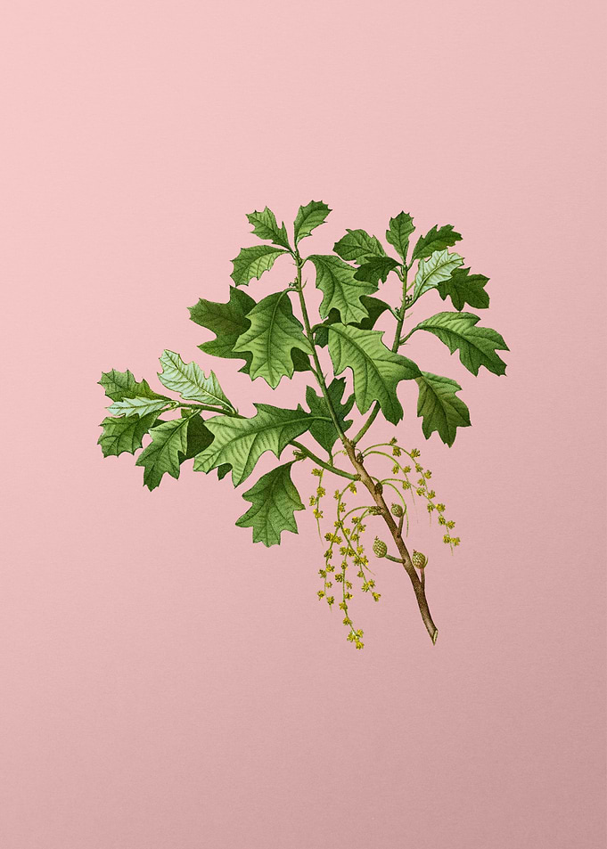 Vintage Botanical on Pink