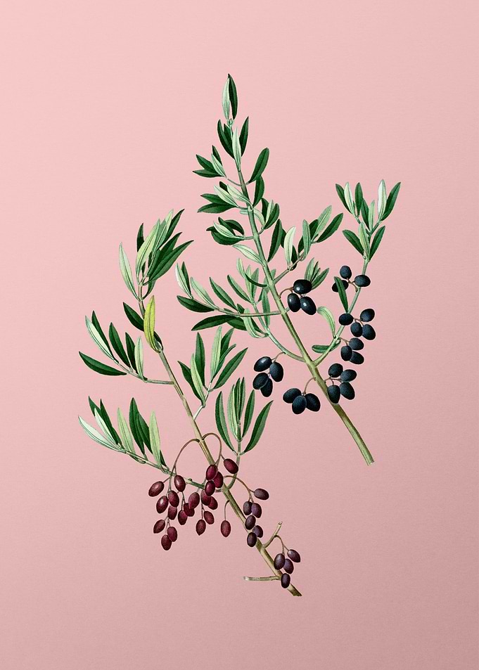 Vintage Fruit on Pink