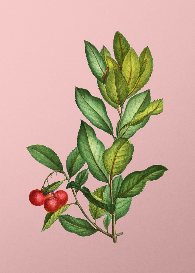 Vintage Fruit on Pink