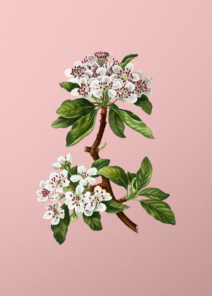 White Flowers on Pink
