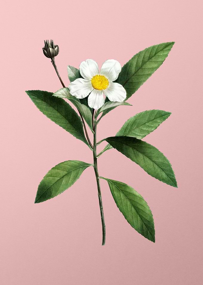 White Flower on Pink