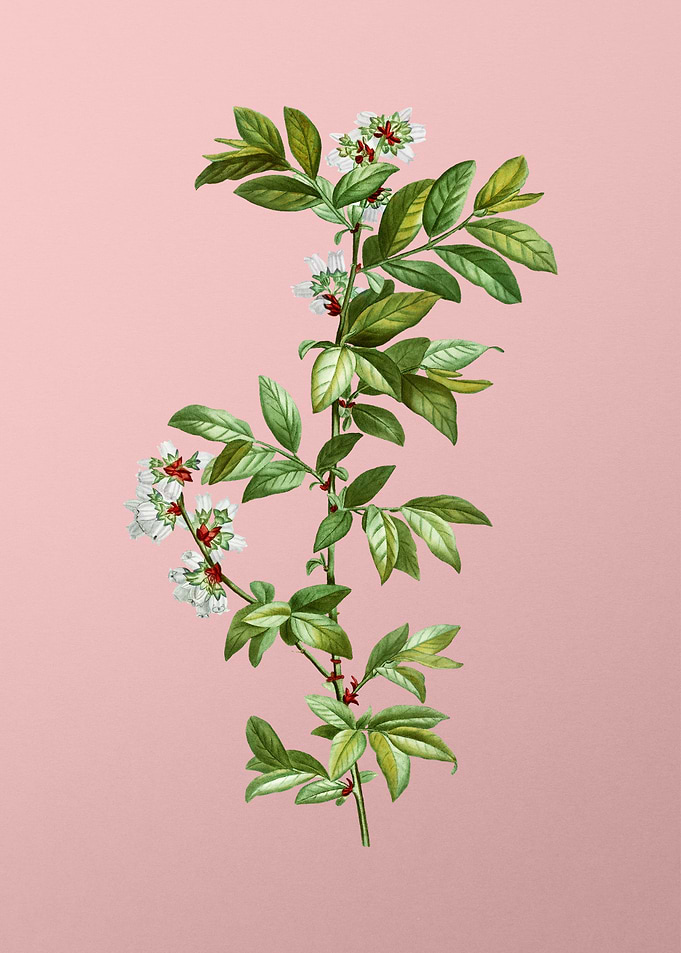 White Flower Blanc Pink