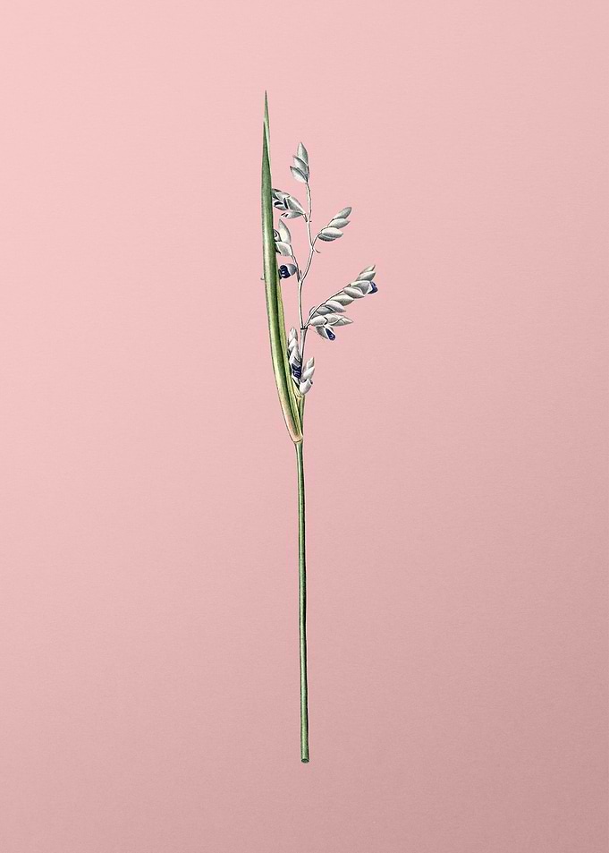 Powdery Alligator Flag
