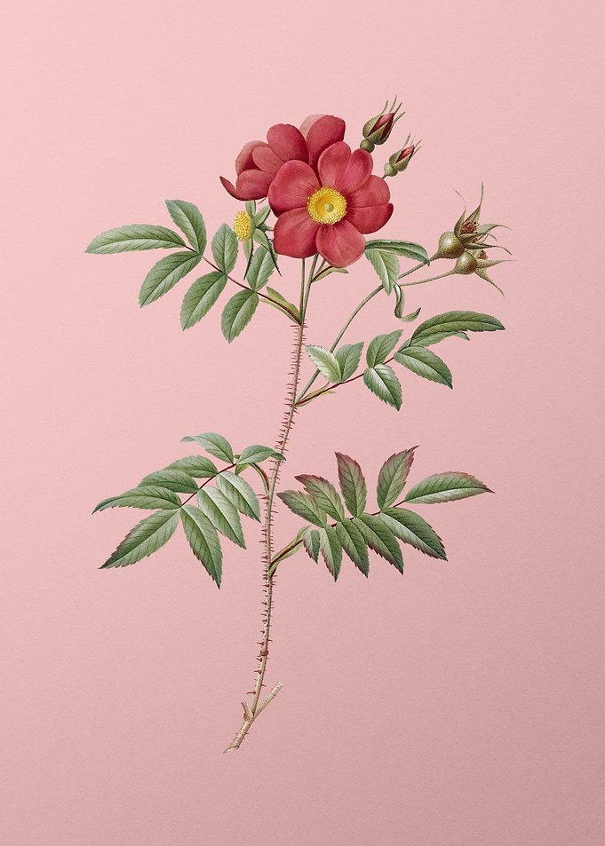 Rosa Redutea Glauca
