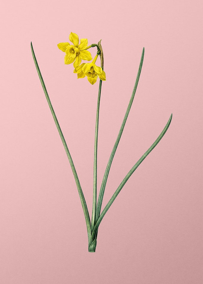 Narcissus Odorus