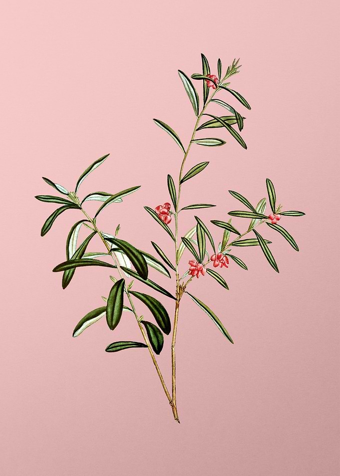 Red Flower Illustration