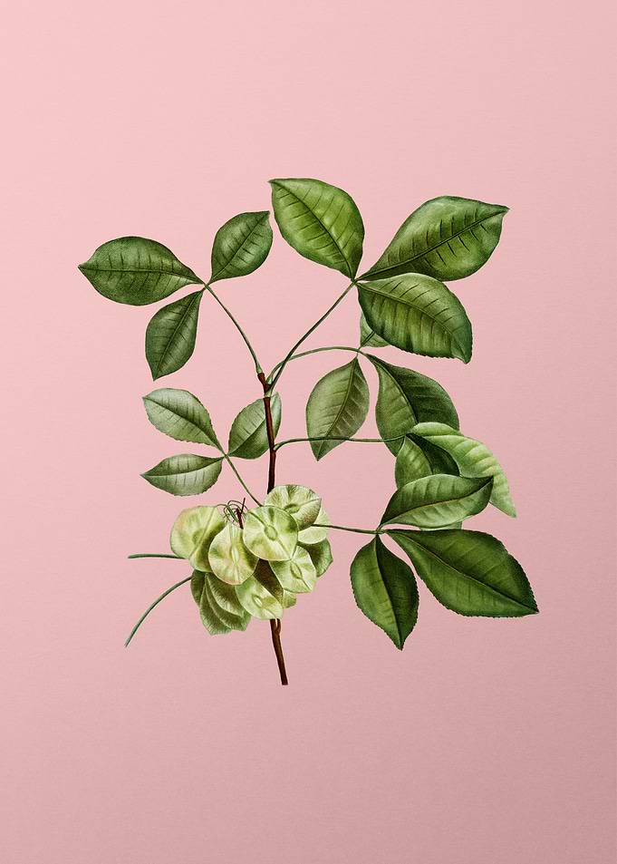 Antique Botanical on Pink