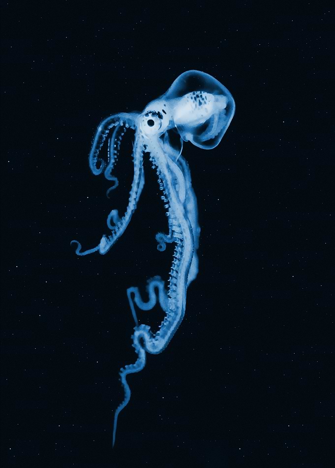 little kraken