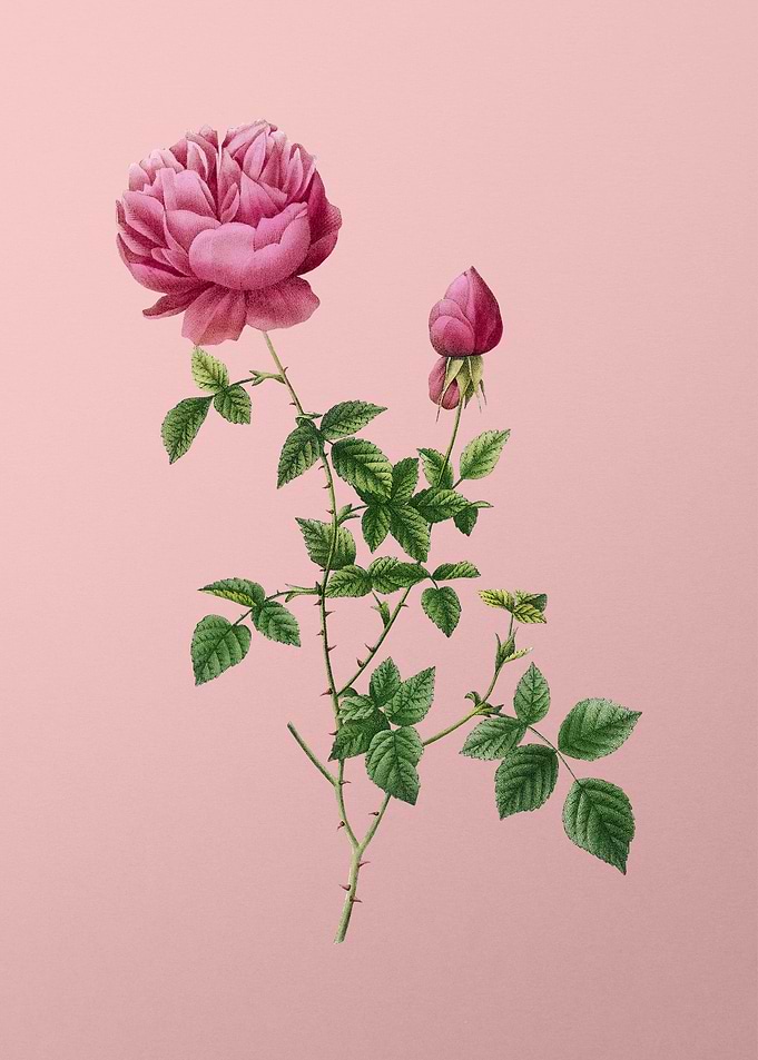 Pink Autumn China Rose