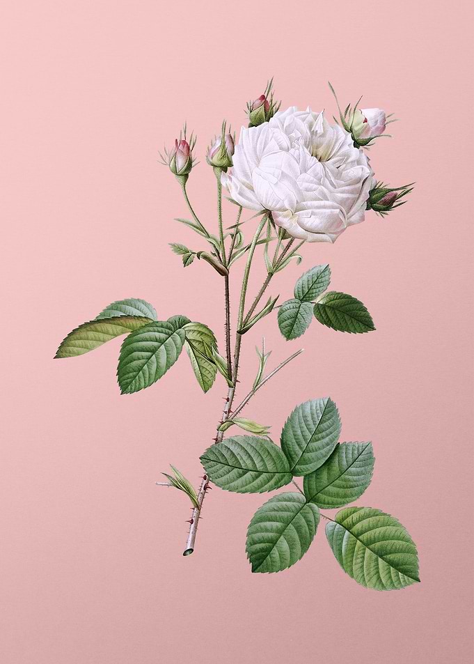 White Provence Rose