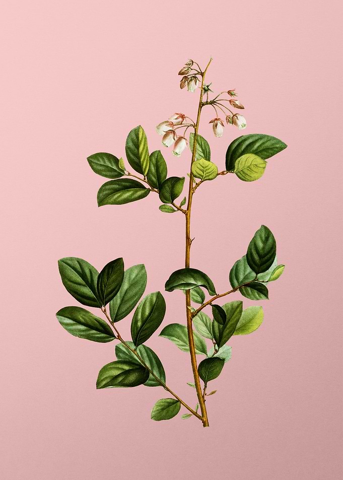 White Flowers on Pink