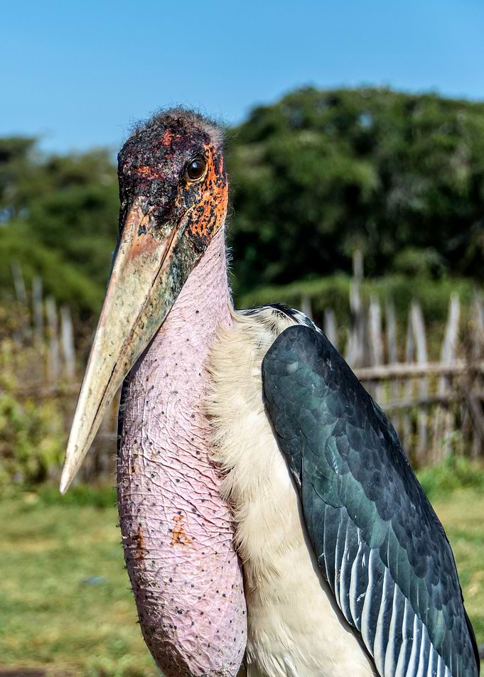bird marabou