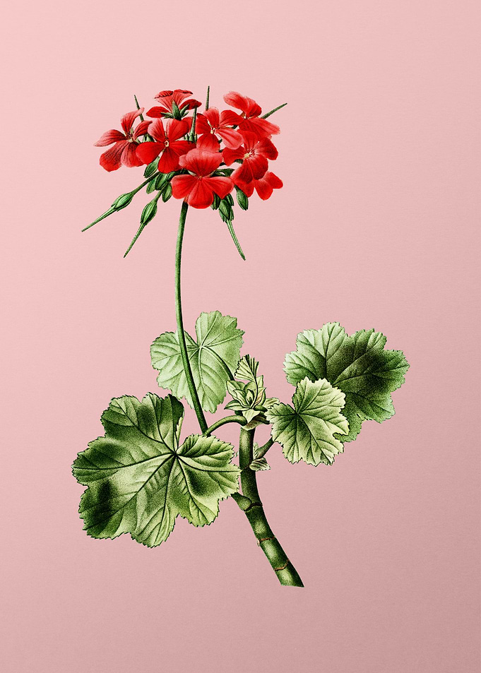 Red and Pink Flowers