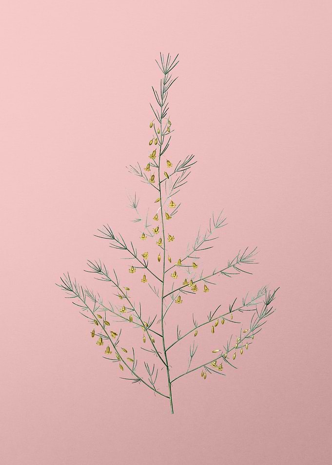 Sea Asparagus