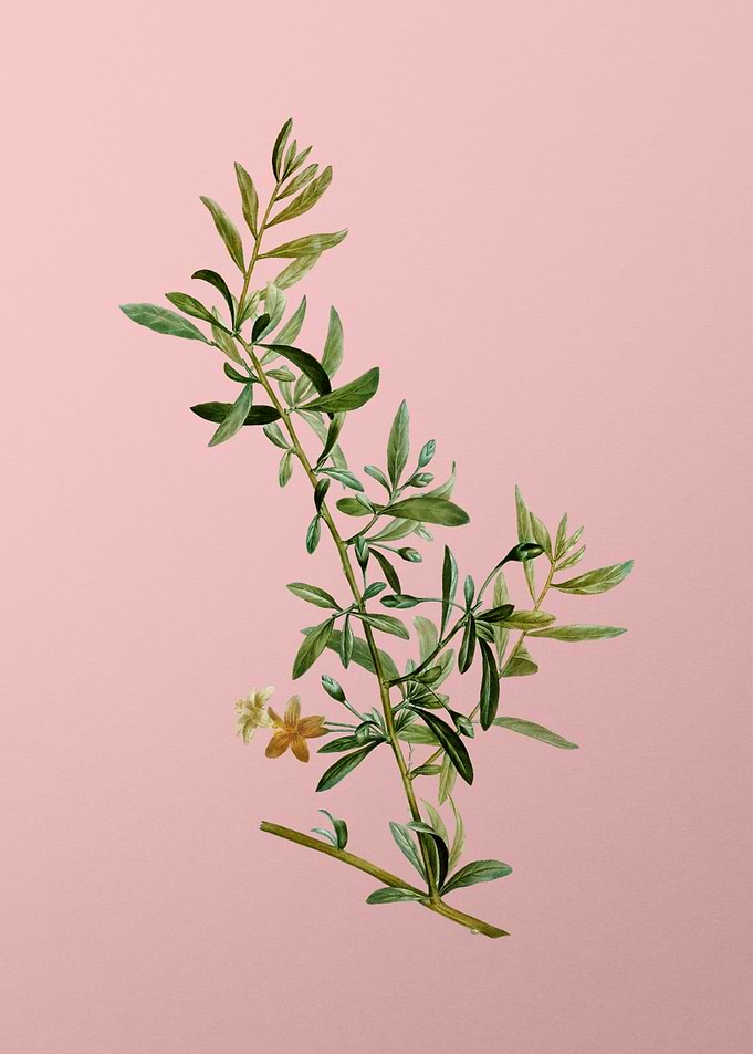 Vintage Botanical on Pink