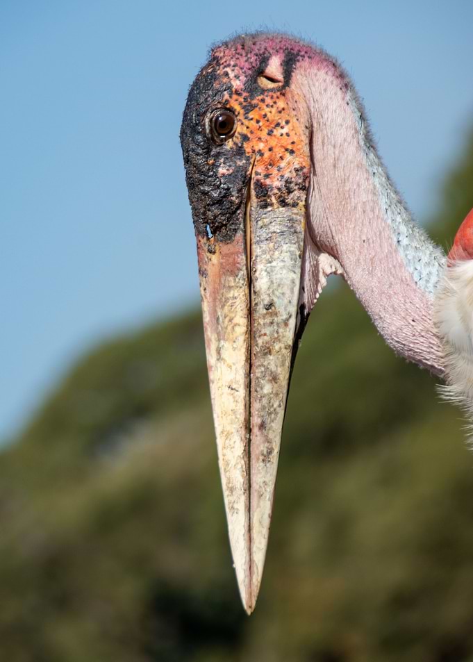 marabou bird head