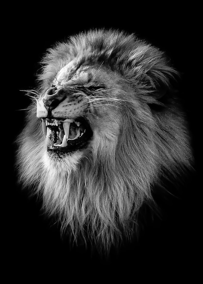 angry wild lion head