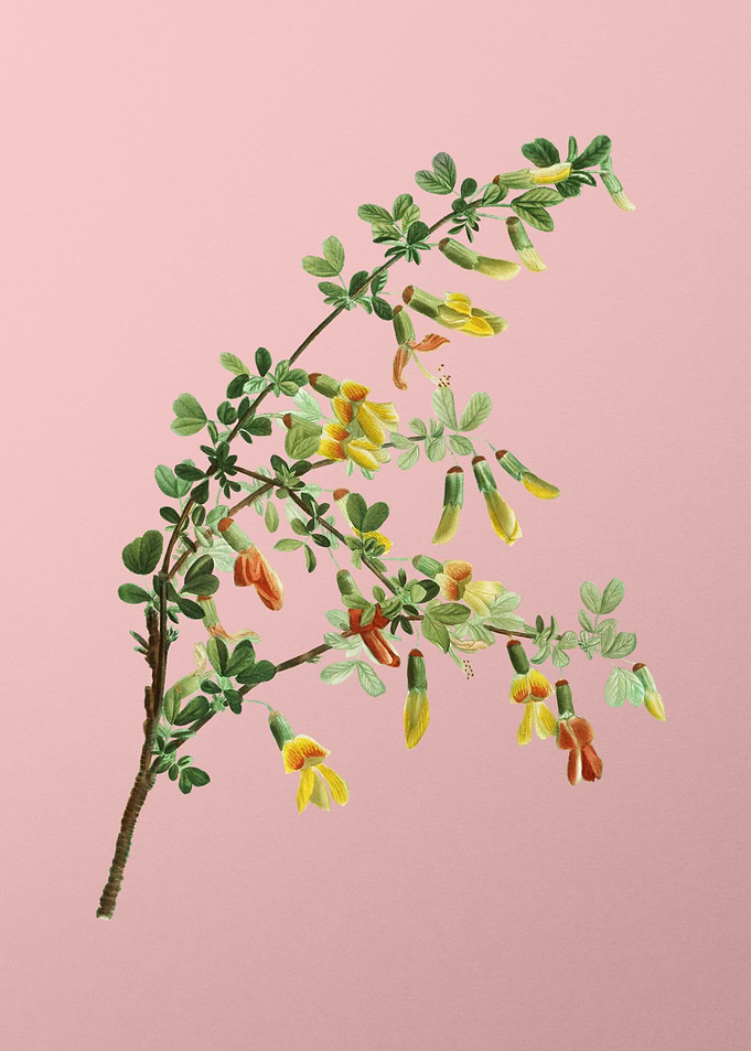 Yellow Flower on Pink