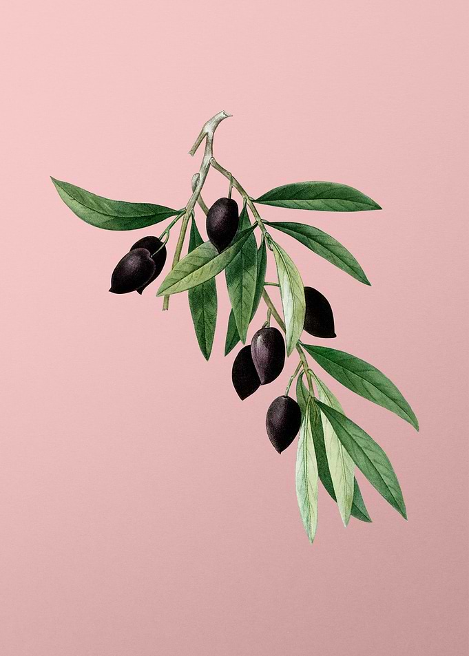 Vintage Fruit on Pink