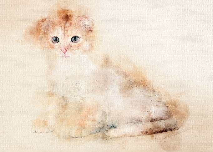 Scottish Fold Cat