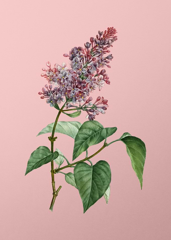 Vintage Pink Flowers