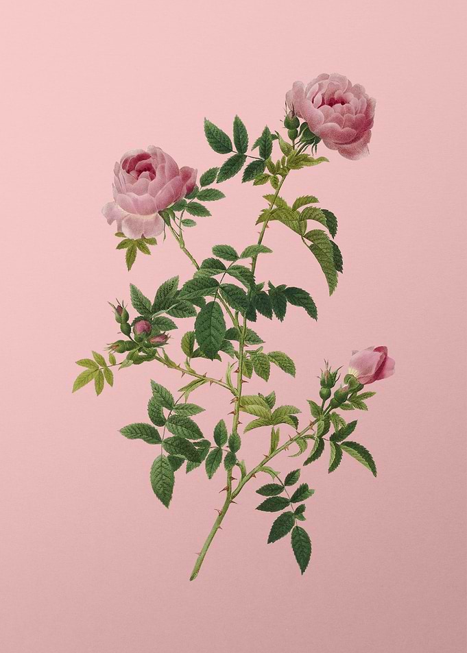 Rose of the Hedges on Pink