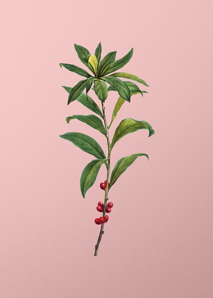 Vintage Pink Flowers