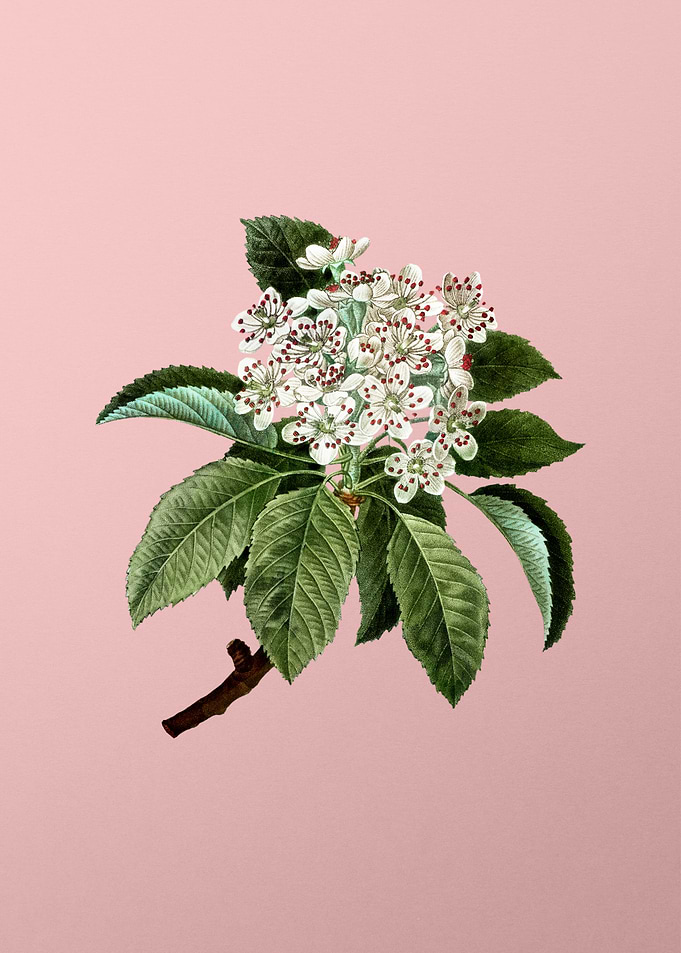 White Flower Blanc Pink