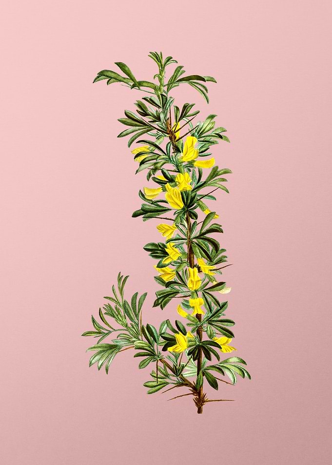 Yellow Flower on Pink