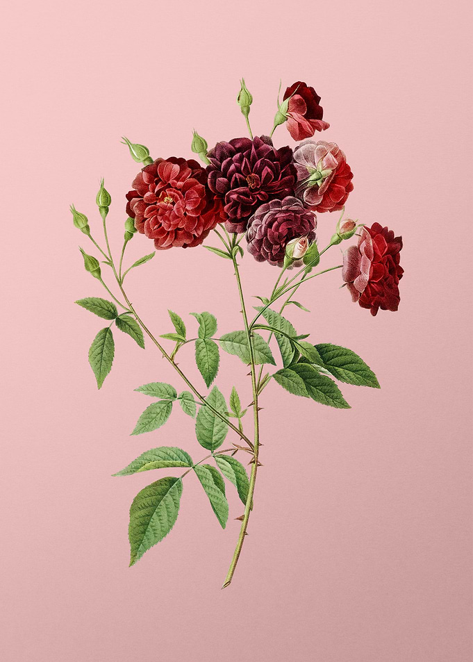 Ternaux Rose Bloom on Pink