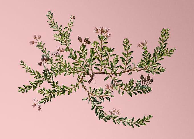Vintage Botanical on Pink