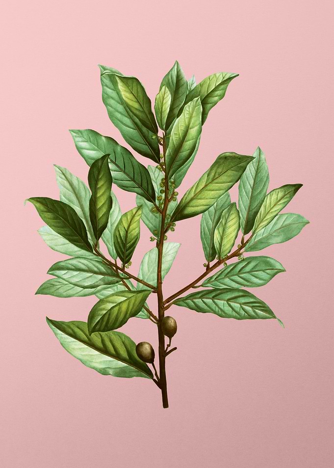 Vintage Botanical on Pink