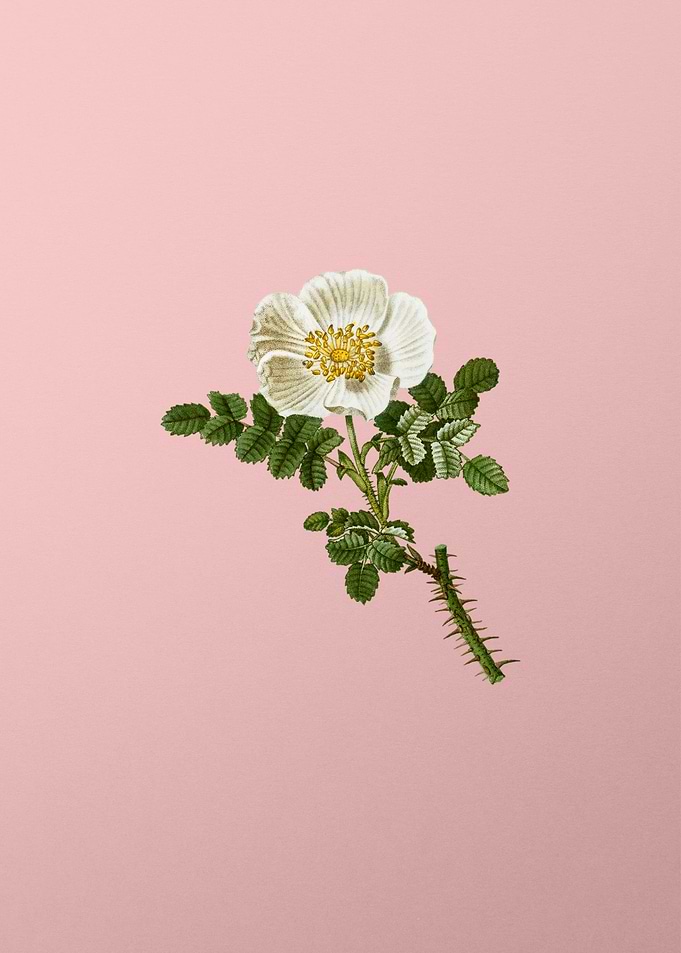 White Flowers on Pink
