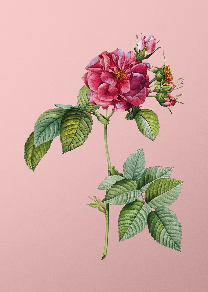 Pink Francfort Rose