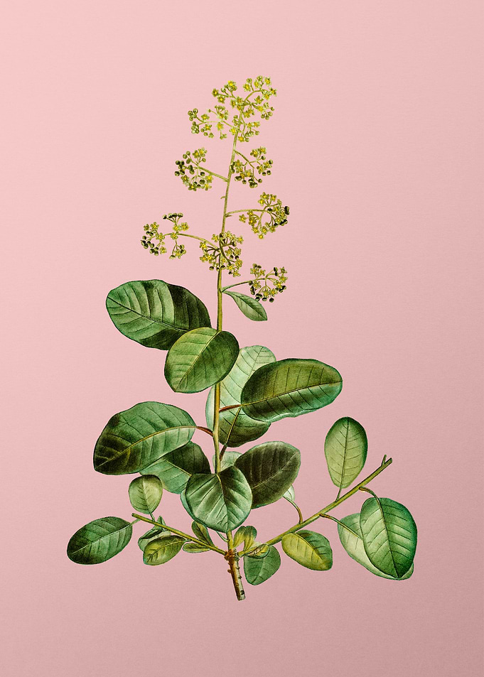 Yellow Flower on Pink