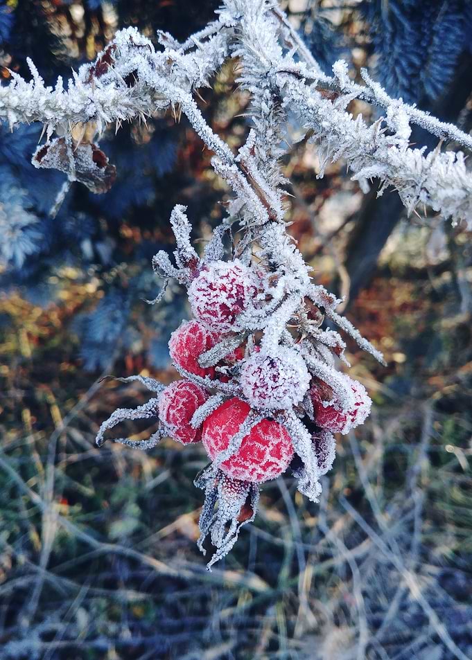 frozen rose