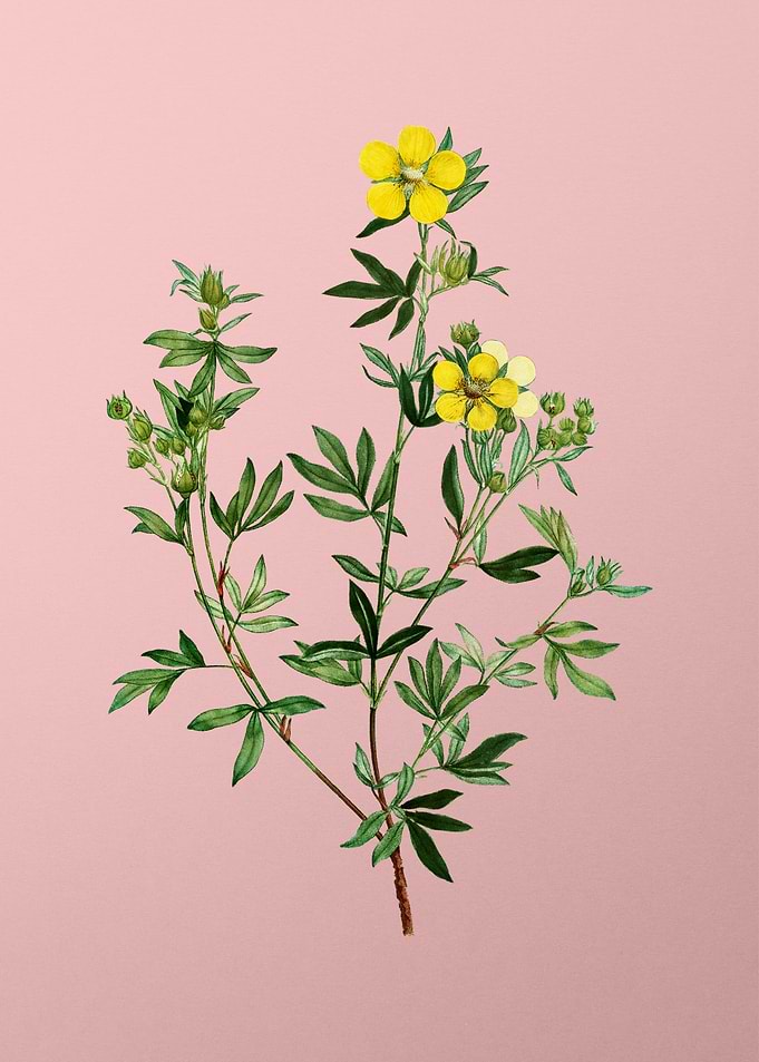 Yellow Flowers on Pink