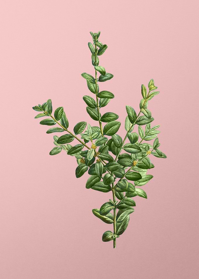 Vintage Botanical on Pink