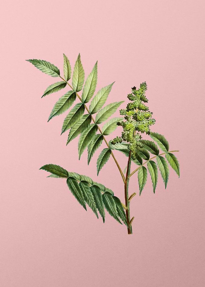 Vintage Botanical on Pink