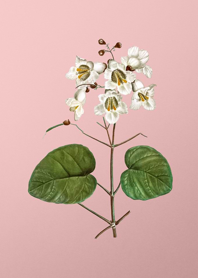Vintage White Flower Pink