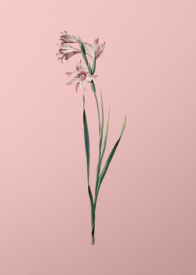 Painted Lady on Pink
