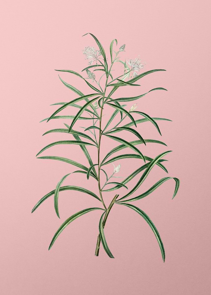 White Flower on Pink