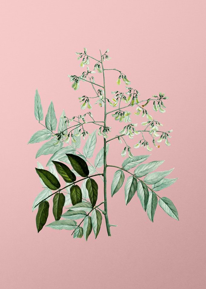 White Flower on Pink