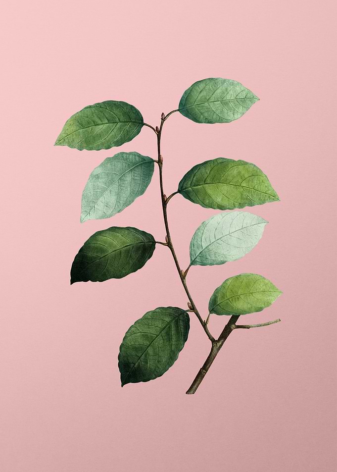 Vintage Botanical on Pink