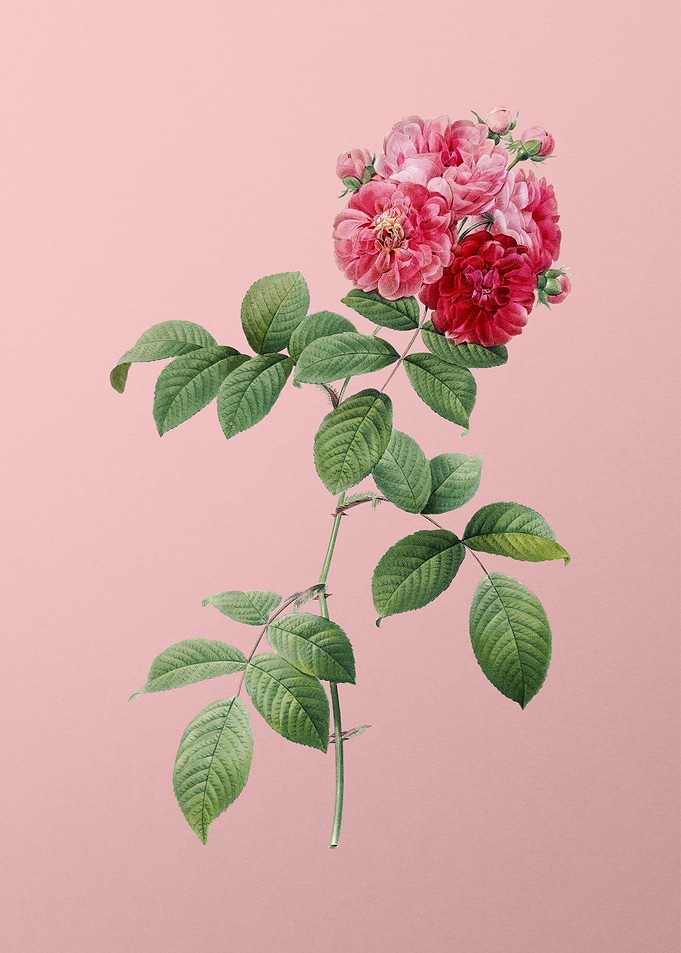 Seven Sisters Roses