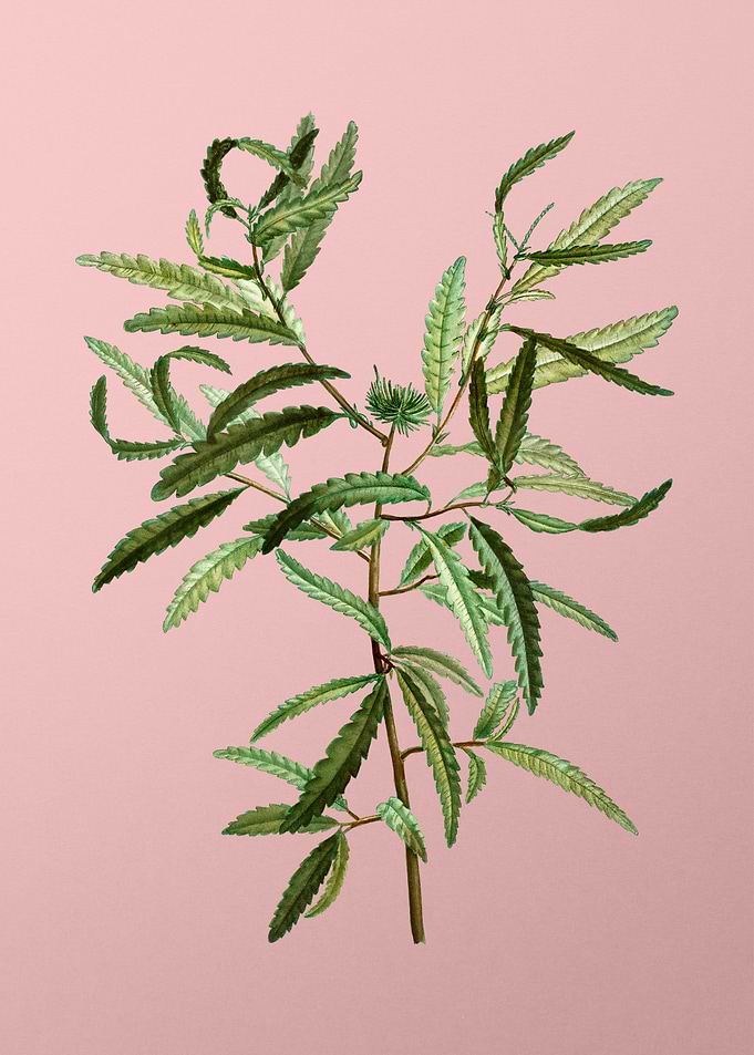 Vintage Botanical on Pink